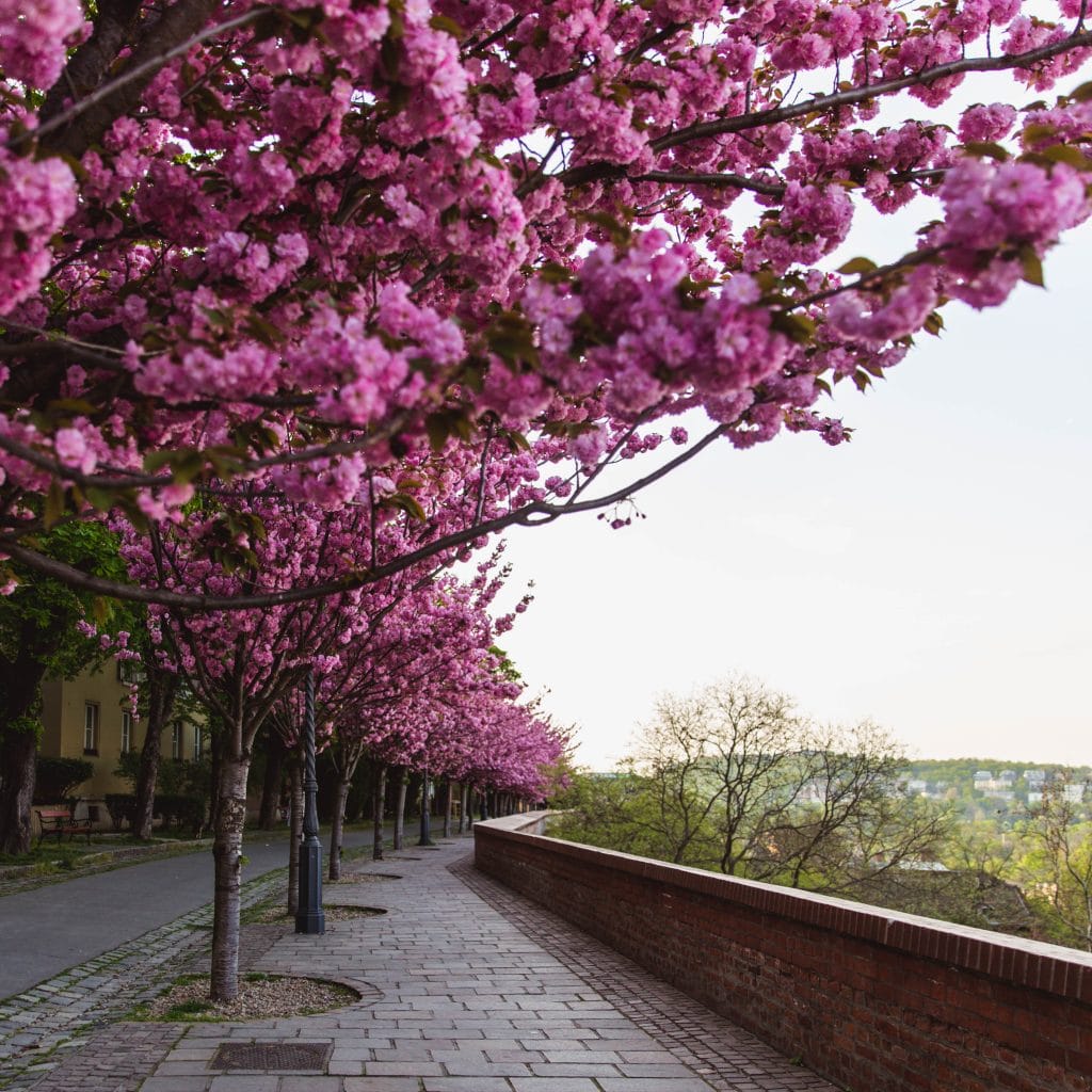 Miyagiv